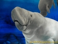 Healthcare Mural - Kids Playroom - Manatee Detail
