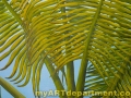 Beach Mural in Boy's Bedroom - Palm Leaves Detail