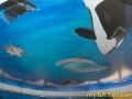Underwater Mural for Dentist's Office - Complete
